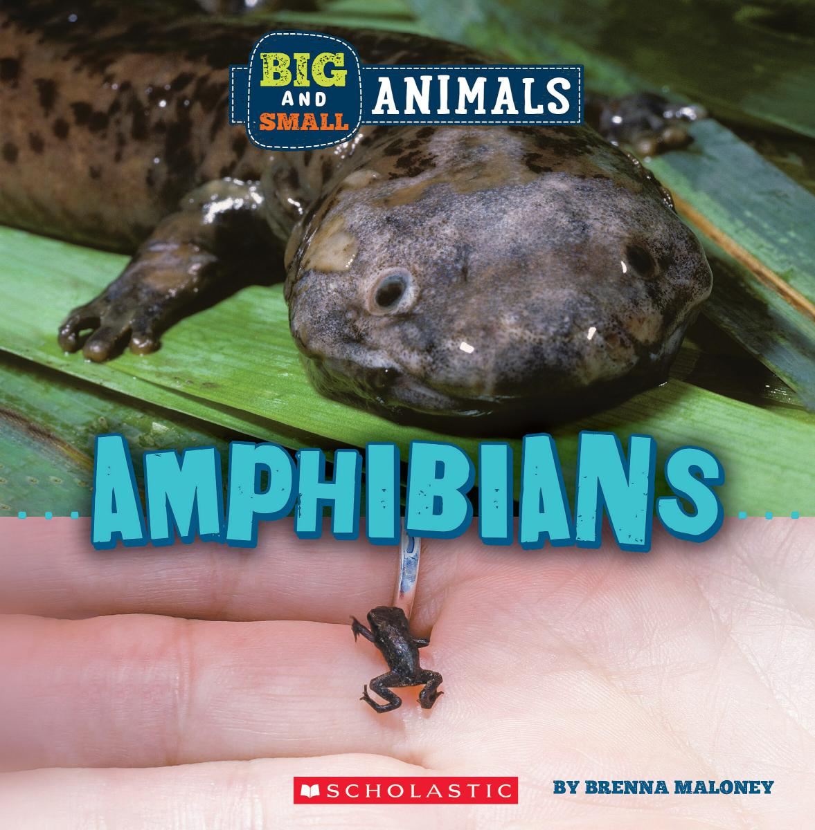 Amphibians (Wild World: Big and Small Animals) | Documentary
