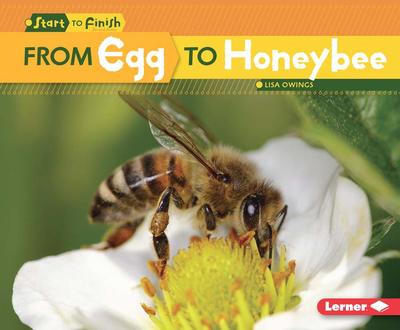 PB From Egg to Honeybee | Lisa Owings