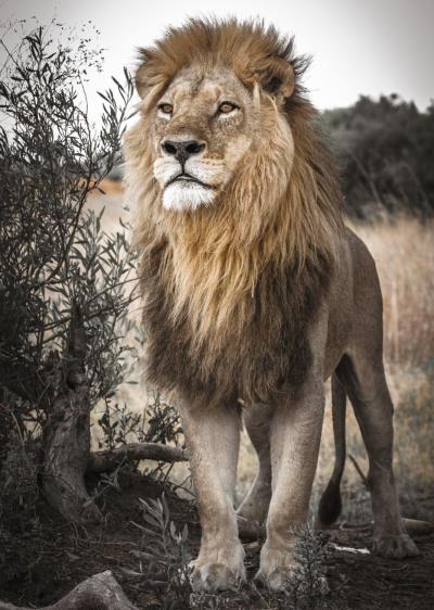 Casse-tête 500 - Lion Fier (Proud Lion) | Casse-têtes
