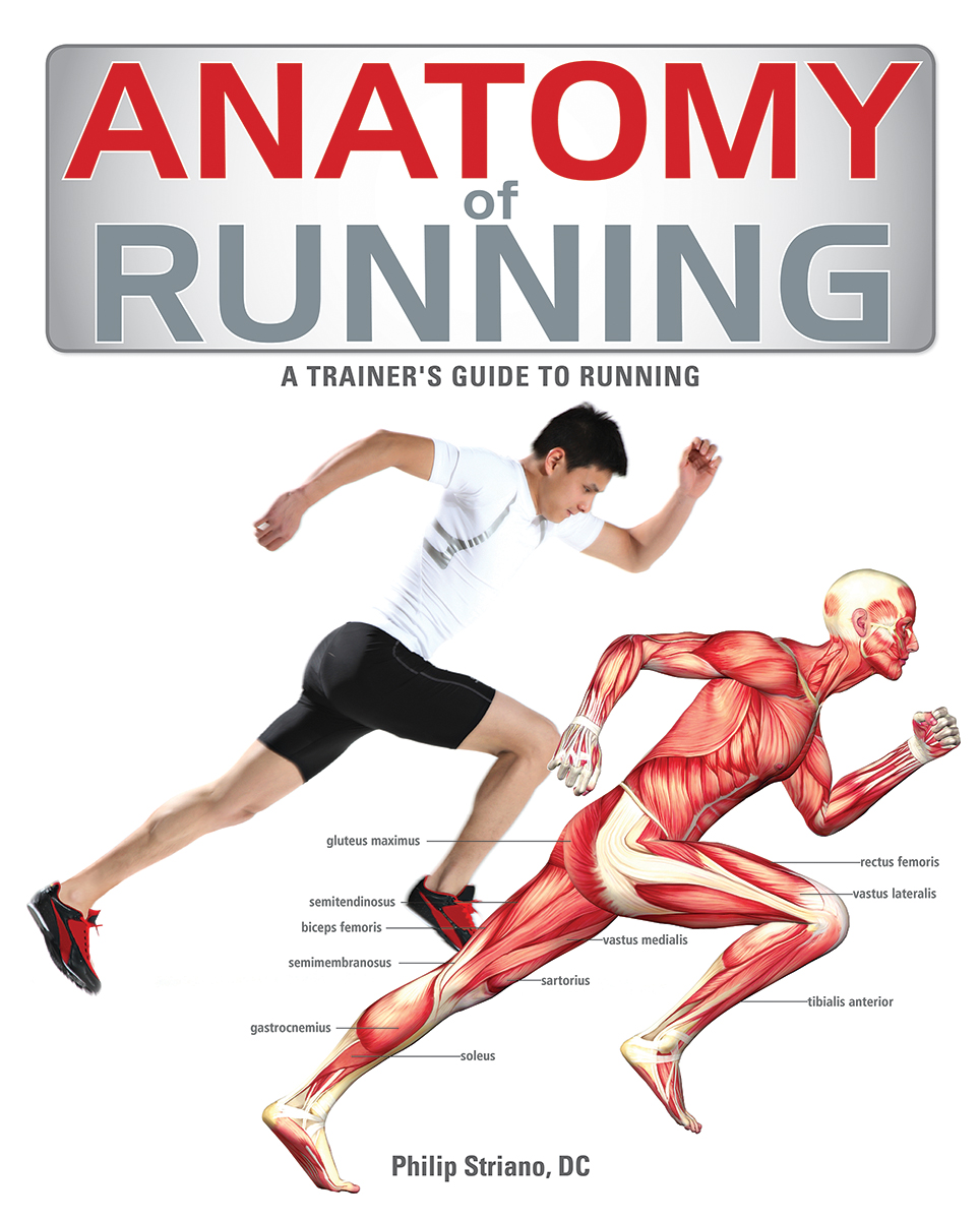 Anatomy of Running : A Trainer's Guide to Running | Striano, Philip