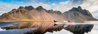 Casse-tête 1000 - Iceland Horse | Casse-têtes