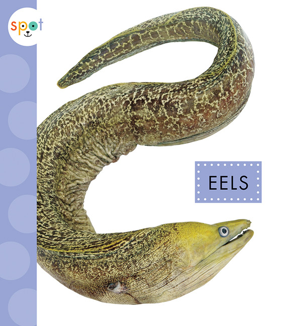 Spot Ocean Animals - Eels | Schuh, Mari