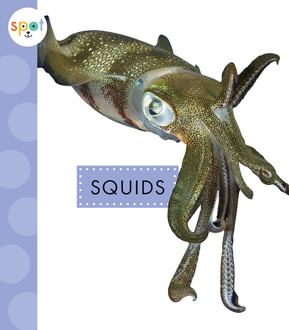 Spot Ocean Animals - Squids | Schuh, Mari
