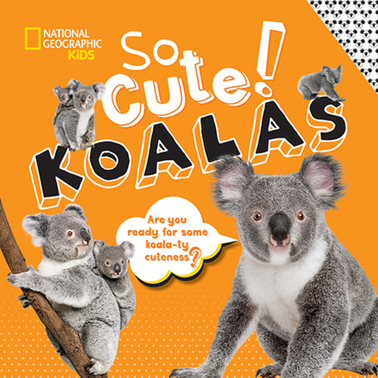 So Cute! Koalas | Boyer, Crispin