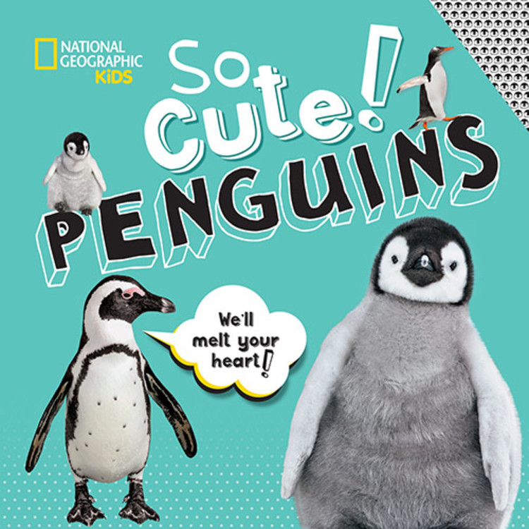 So Cute! Penguins | Boyer, Crispin