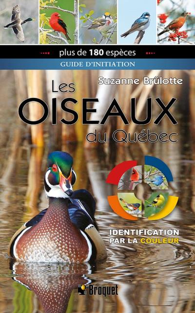 Les oiseaux du Québec : Guide d'initiation | Brûlotte, Suzanne
