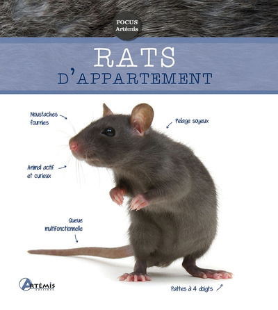 Rats d'appartement | Dietz, Petra