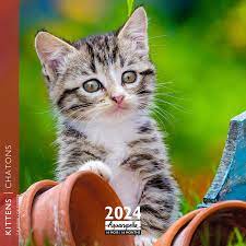 Calendrier 2024 - Chatons  | Collectif