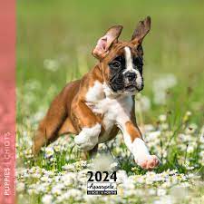 Calendrier 2024 - Chiots | Collectif