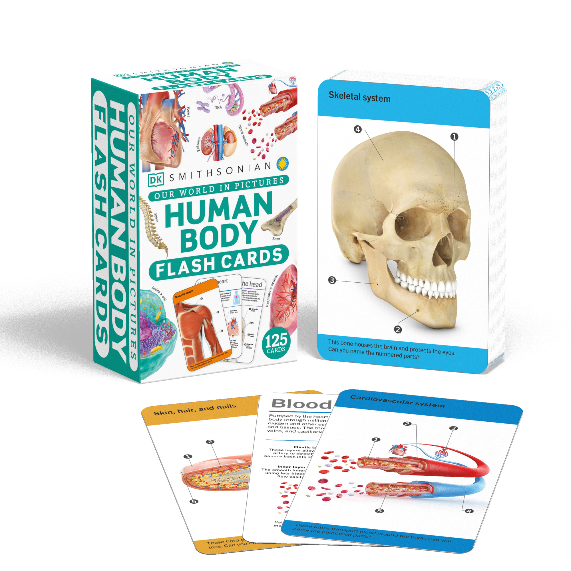 Our World in Pictures Human Body Flash Cards | 