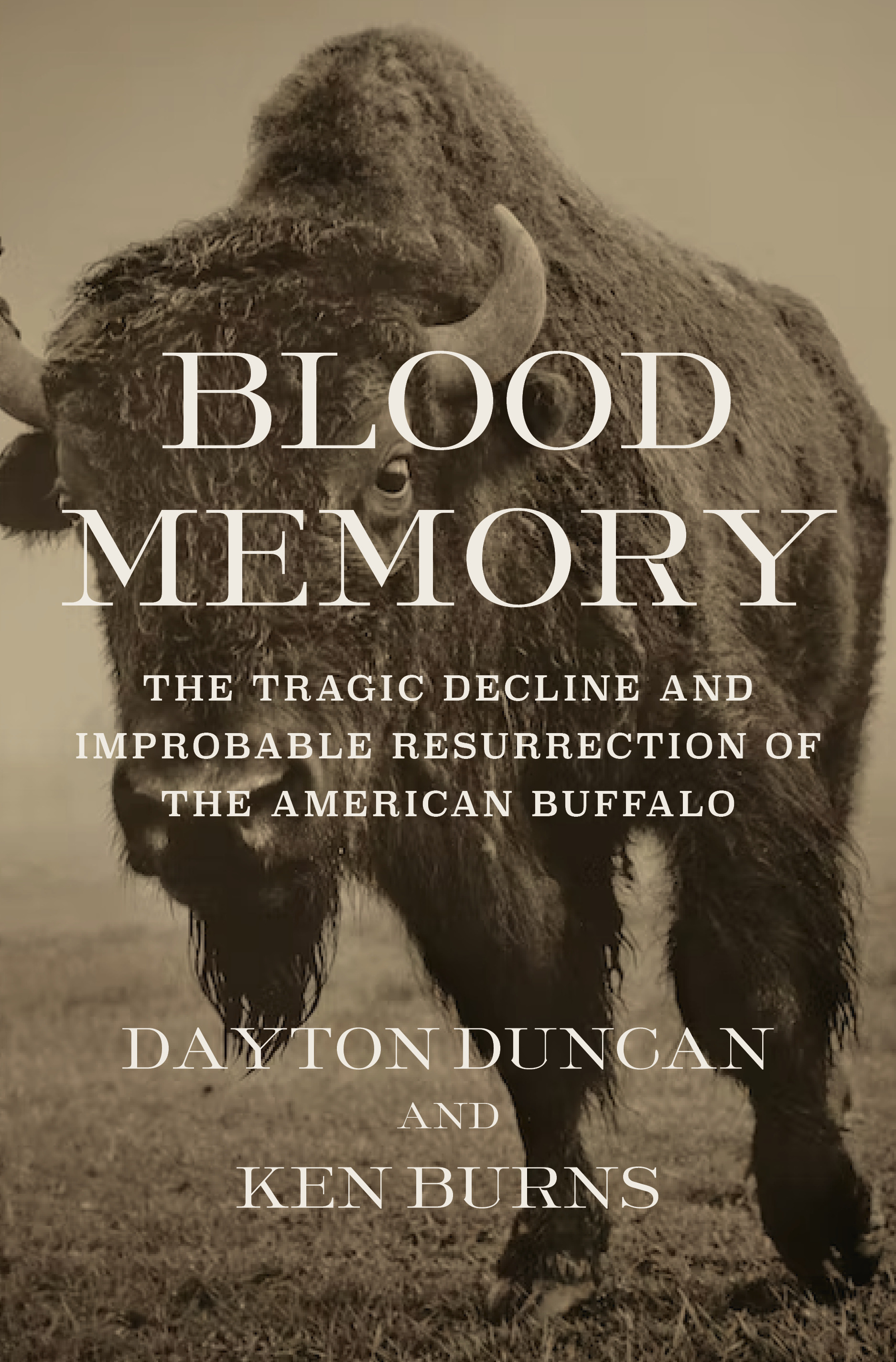 Blood Memory : The Tragic Decline and Improbable Resurrection of the American Buffalo | Duncan, Dayton (Auteur) | Burns, Ken (Auteur)