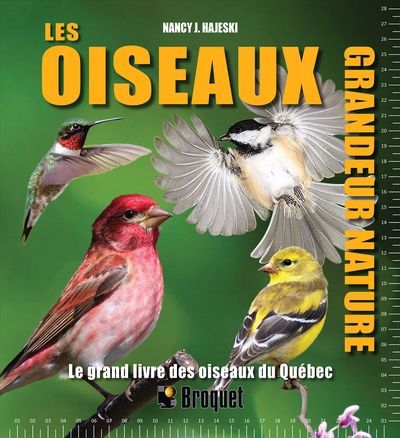 Oiseaux grandeur nature : Le grand livre des oiseaux du Québec (Les) | Hajeski, Nancy J. (Auteur)