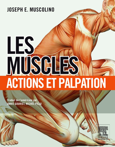 Muscles : action et palpation (Les) | Muscolino, Joseph E.
